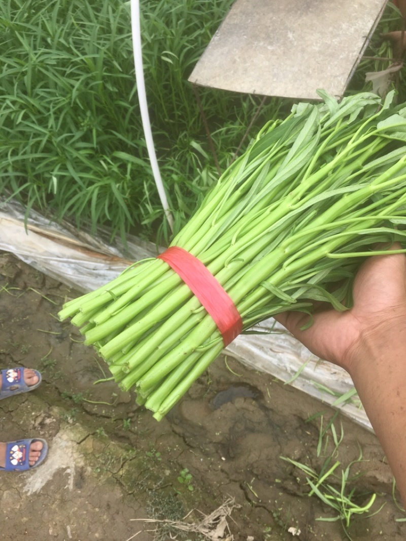 大量批发新鲜空心菜现摘