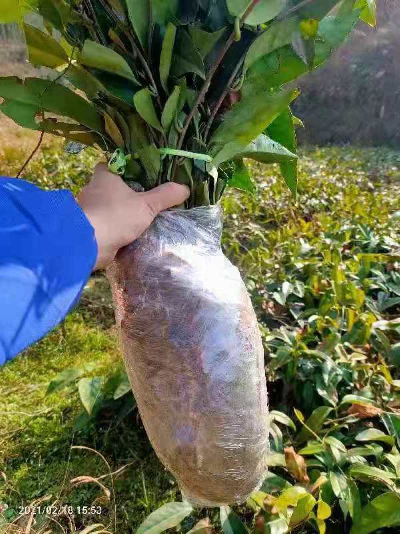 布福娜黑老虎一年生苗根系发达成活率好
