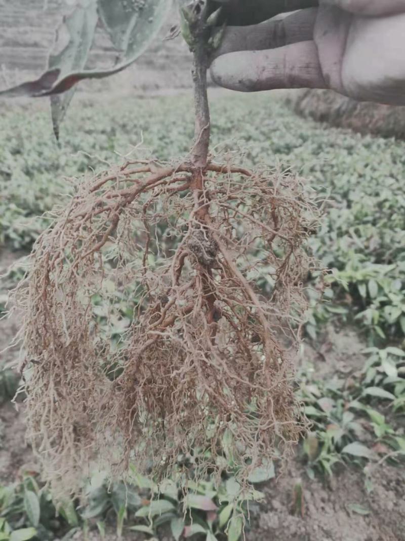 布福娜黑老虎一年生苗根系发达成活率好