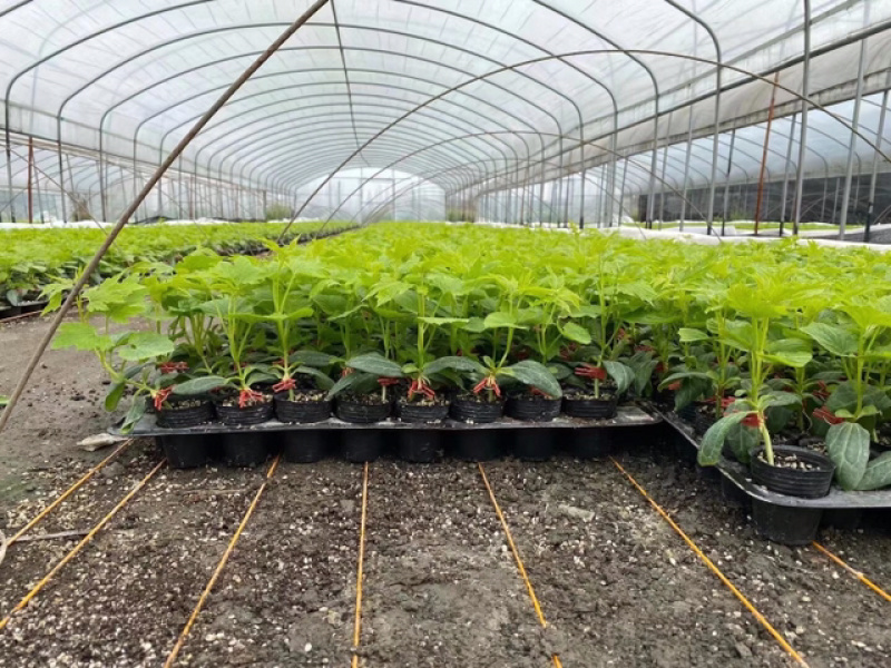 大白苦瓜正月初八正式出苗，大家抓紧时间提苗！