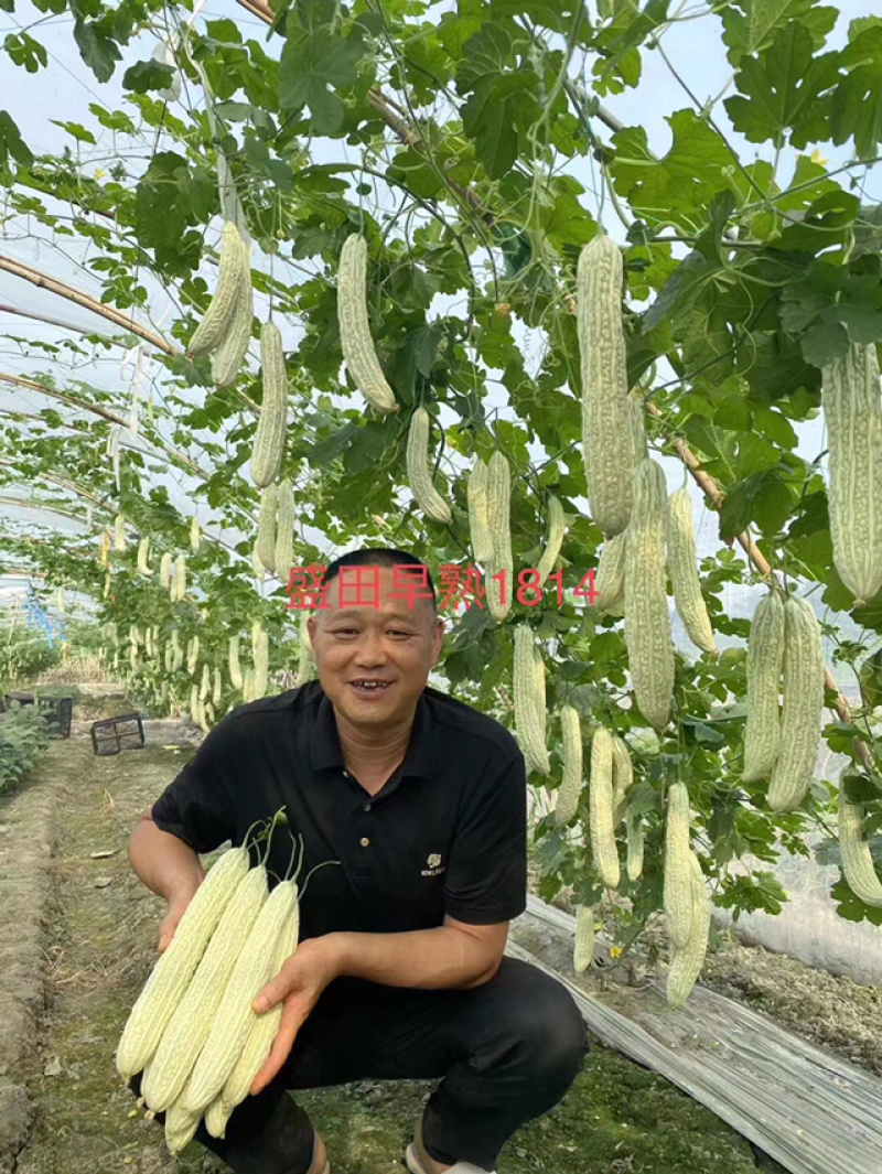 大白苦瓜正月初八正式出苗，大家抓紧时间提苗！