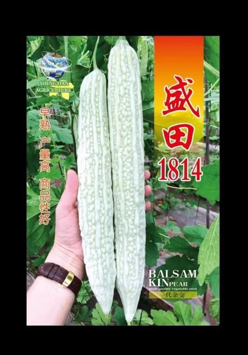 大白苦瓜正月初八正式出苗，大家抓紧时间提苗！