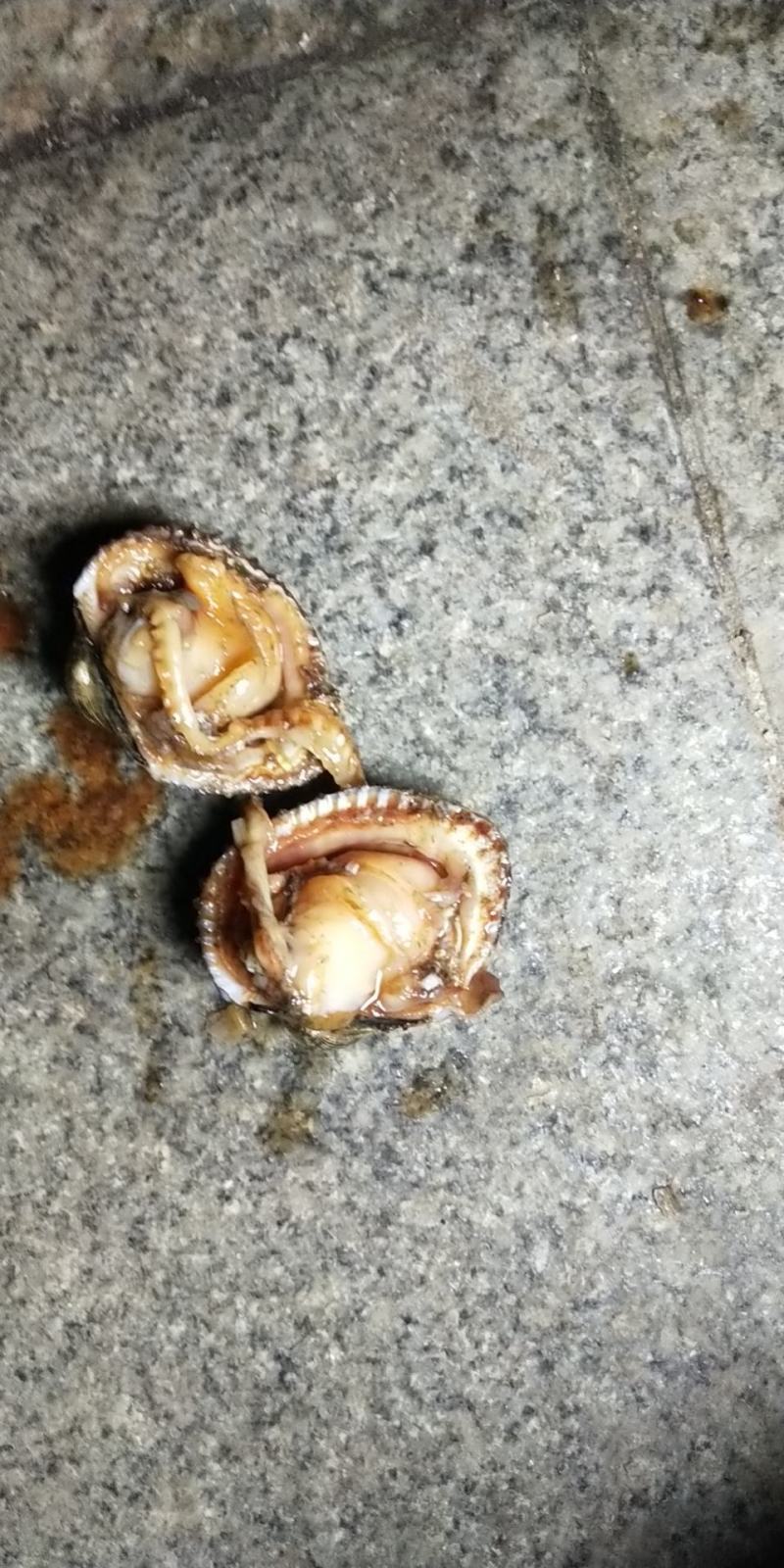 水工潜水毛螺肉肥生猛