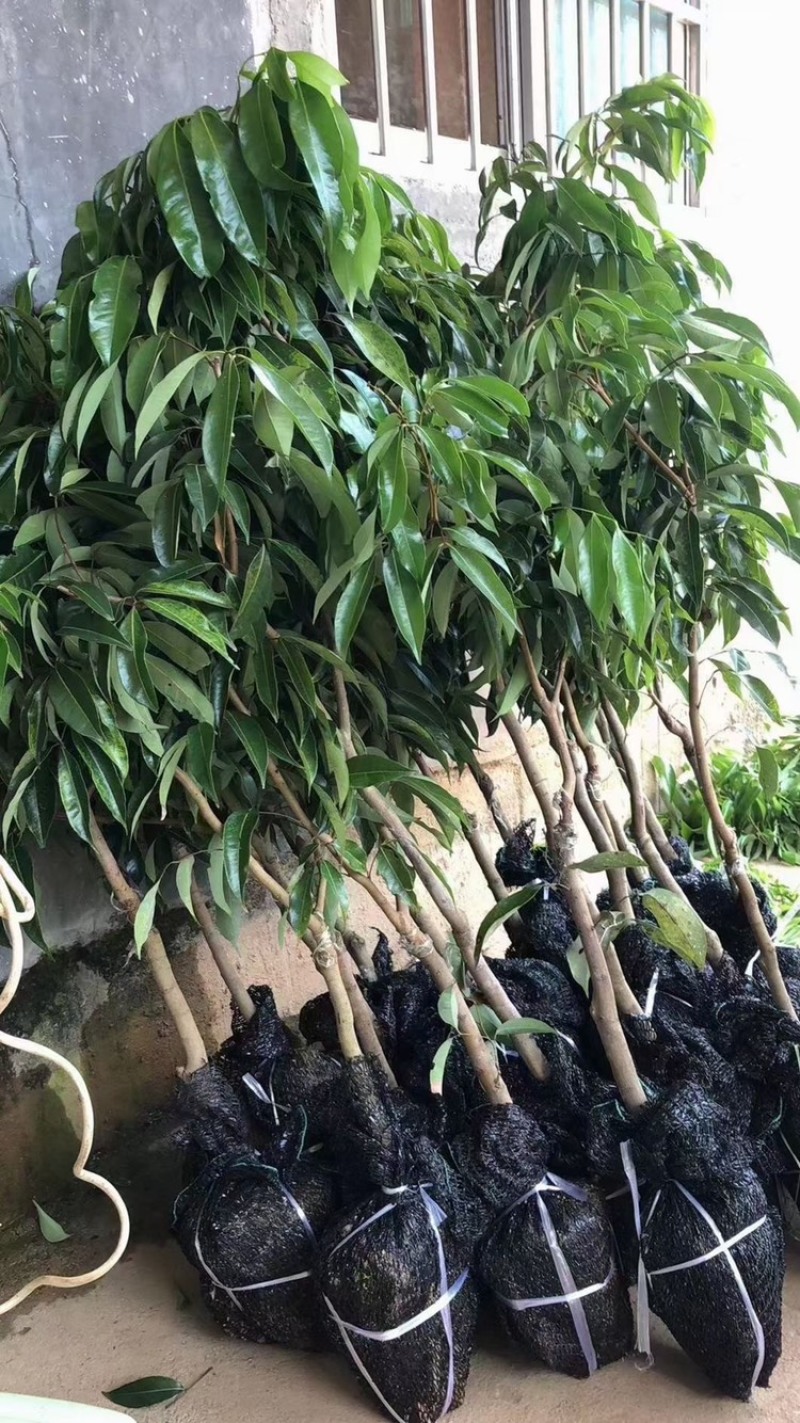 A4无核荔枝苗果实跟鸡蛋一样大嫁接苗种植一年可挂果