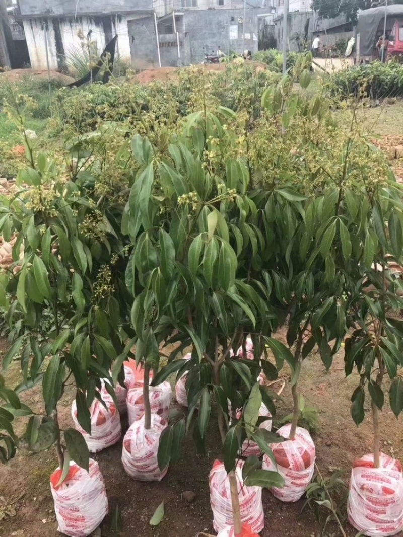 A4无核荔枝苗果实跟鸡蛋一样大嫁接苗种植一年可挂果