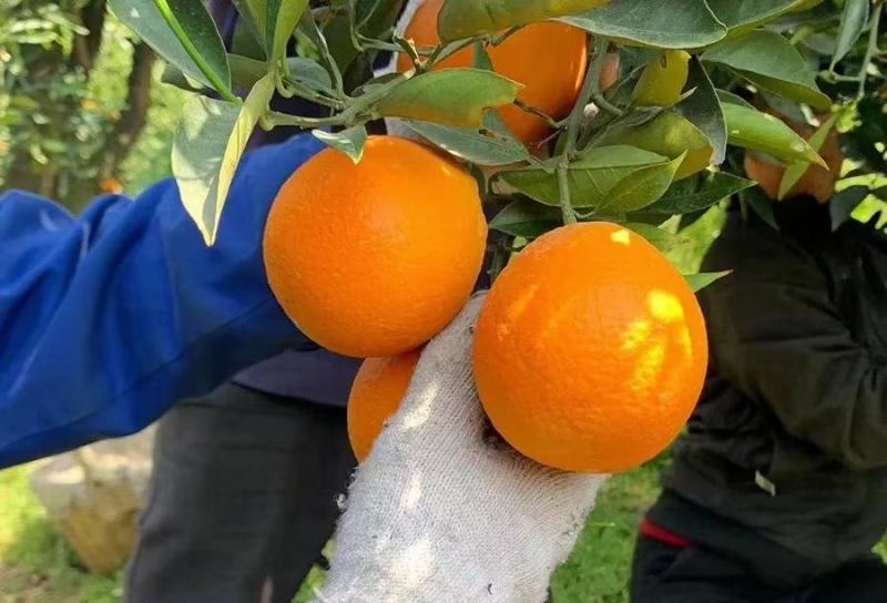 红心脐橙，中华红橙血橙，塔罗科二月红，果园看货采摘