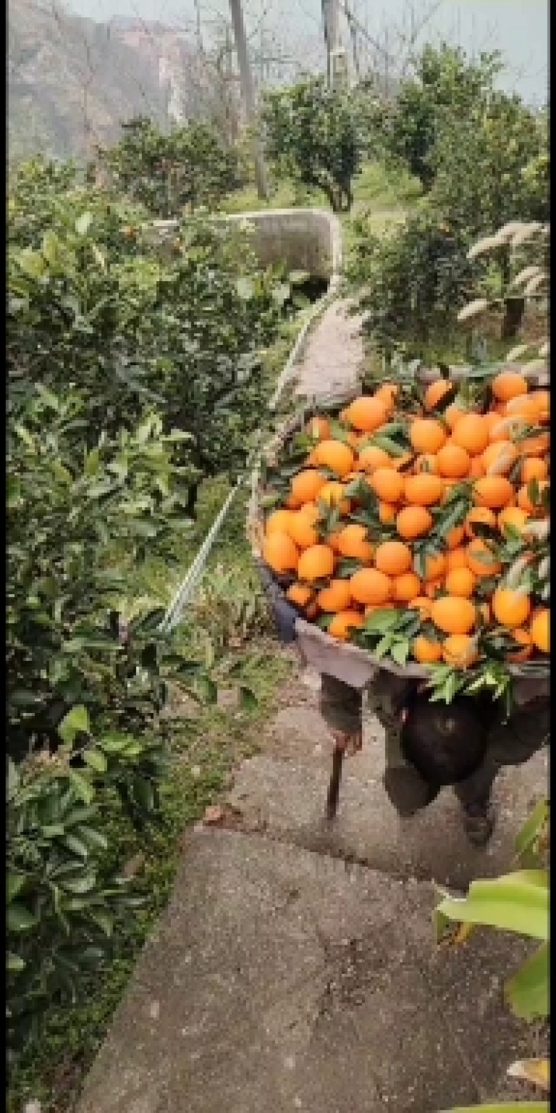 红心脐橙，中华红橙血橙，塔罗科二月红，果园看货采摘