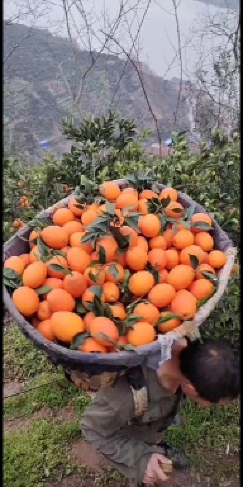 红心脐橙，中华红橙血橙，塔罗科二月红，果园看货采摘