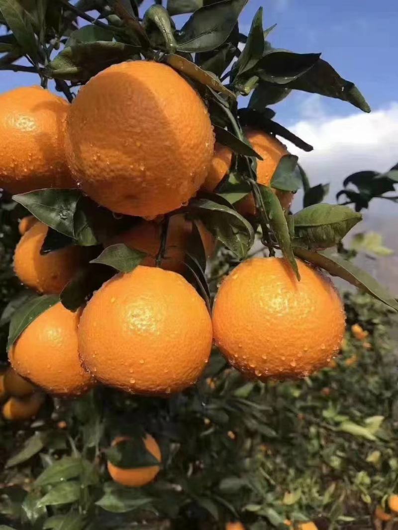 汉源黄果柑大量上市需要的联系