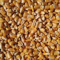 宁夏精品玉米，大量批发