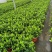 栀子花/花苞多/带盆发货/四季长绿.春季**、基地直销