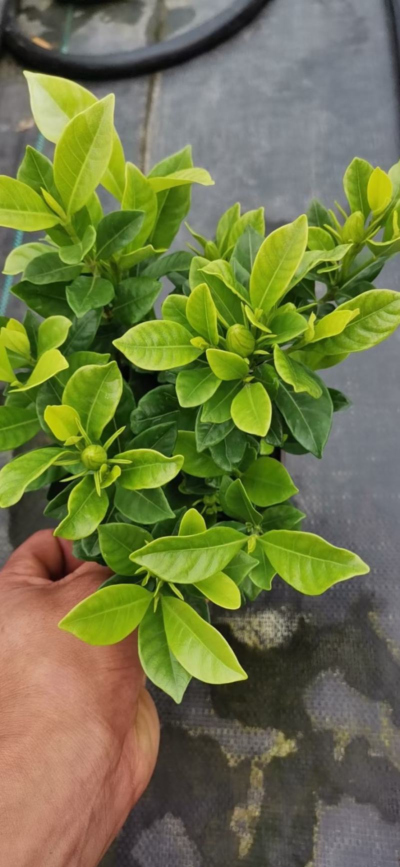 栀子花/花苞多/带盆发货/四季长绿.春季**、基地直销