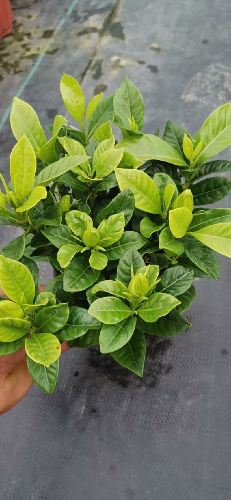 栀子花/花苞多/带盆发货/四季长绿.春季**、基地直销