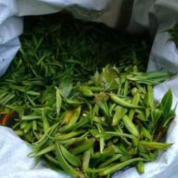 野茶千年的树茶叶需要联系我