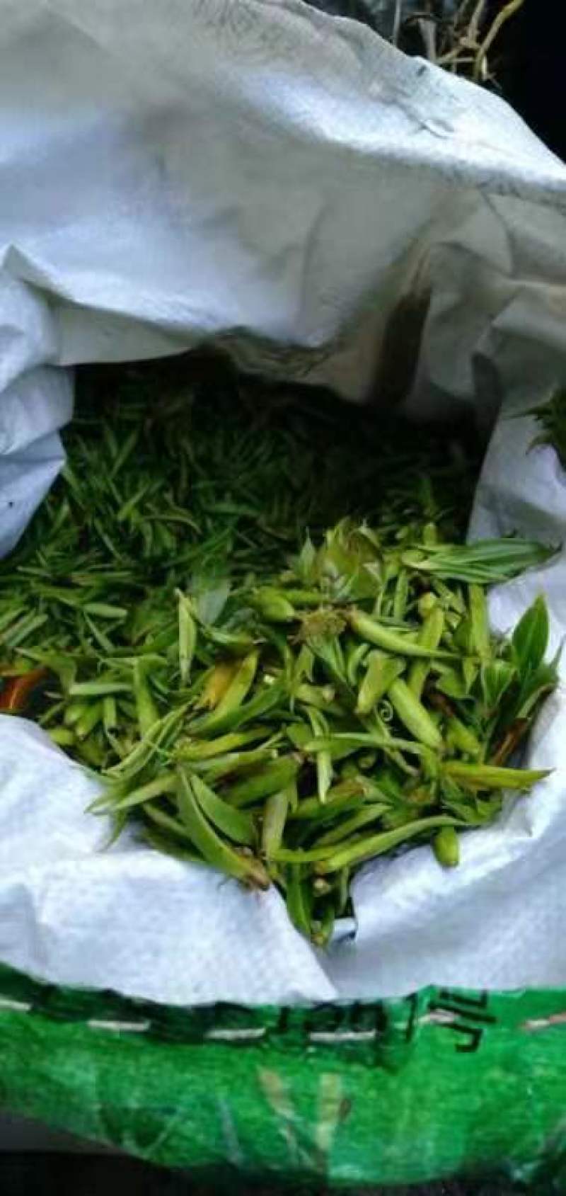 野茶千年的树茶叶需要联系我