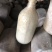 贵州织金县红托竹荪菌种