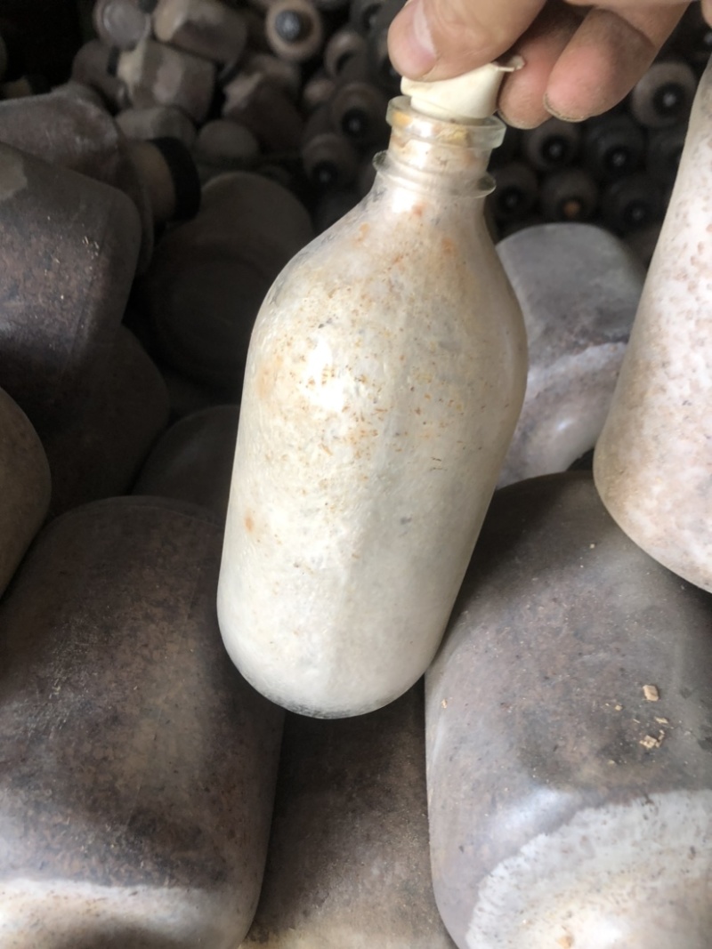 贵州织金县红托竹荪菌种