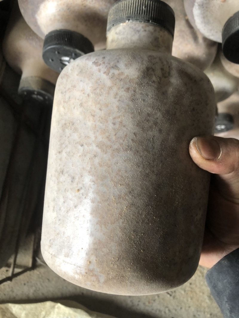 贵州织金县红托竹荪菌种