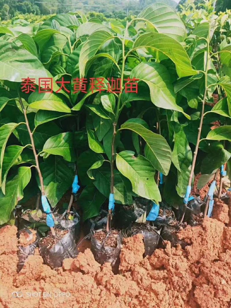 【正品】释迦苗泰国黄释迦苗榴莲刺身释迦红释迦苗台湾释迦苗