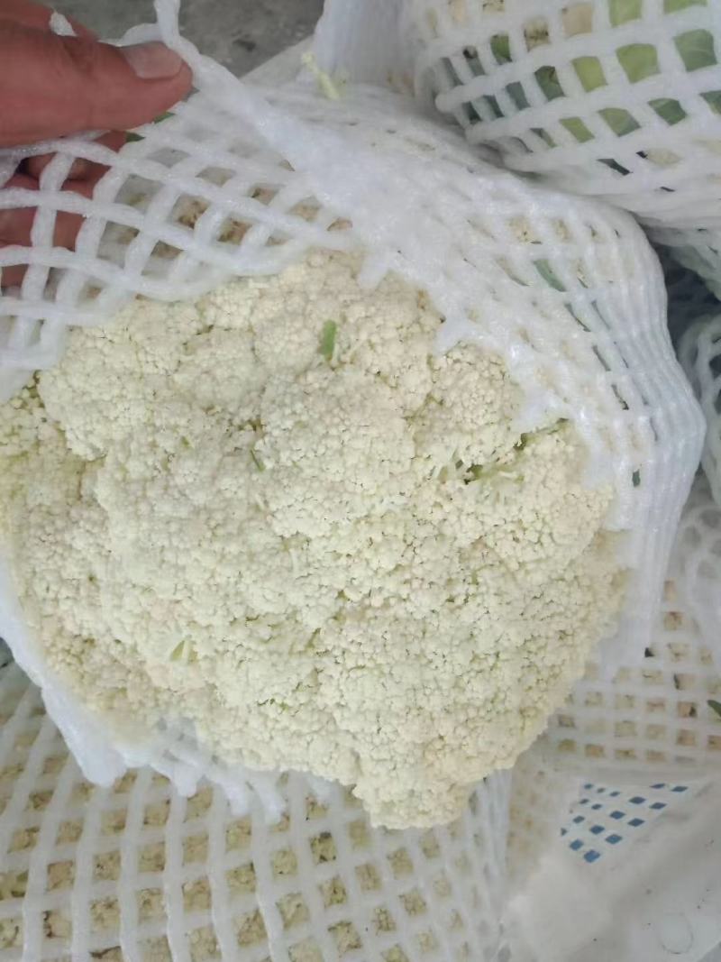 【实力商家】菜花精品松花菜长期供应市场商超电商