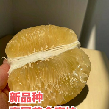 【新品】泰国黄金蜜柚苗柚子苗柚子树苗泰国柚子苗