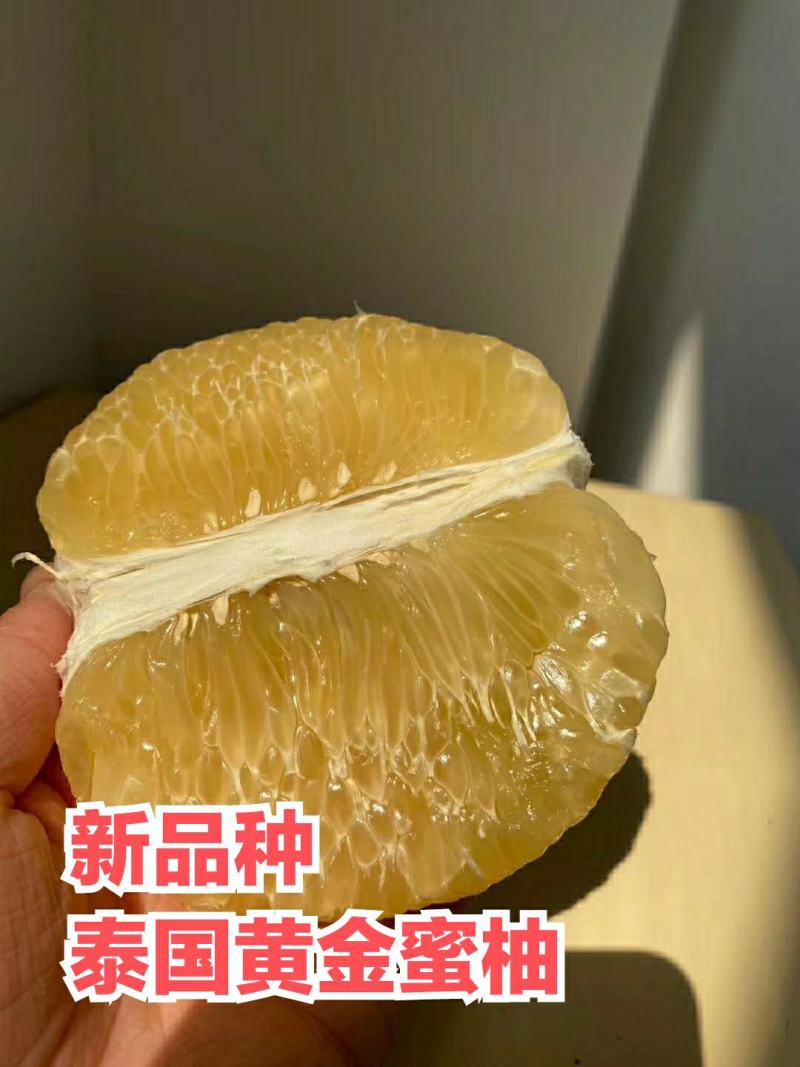 【正品】泰国黄金蜜柚苗正品嫁接苗假一赔十