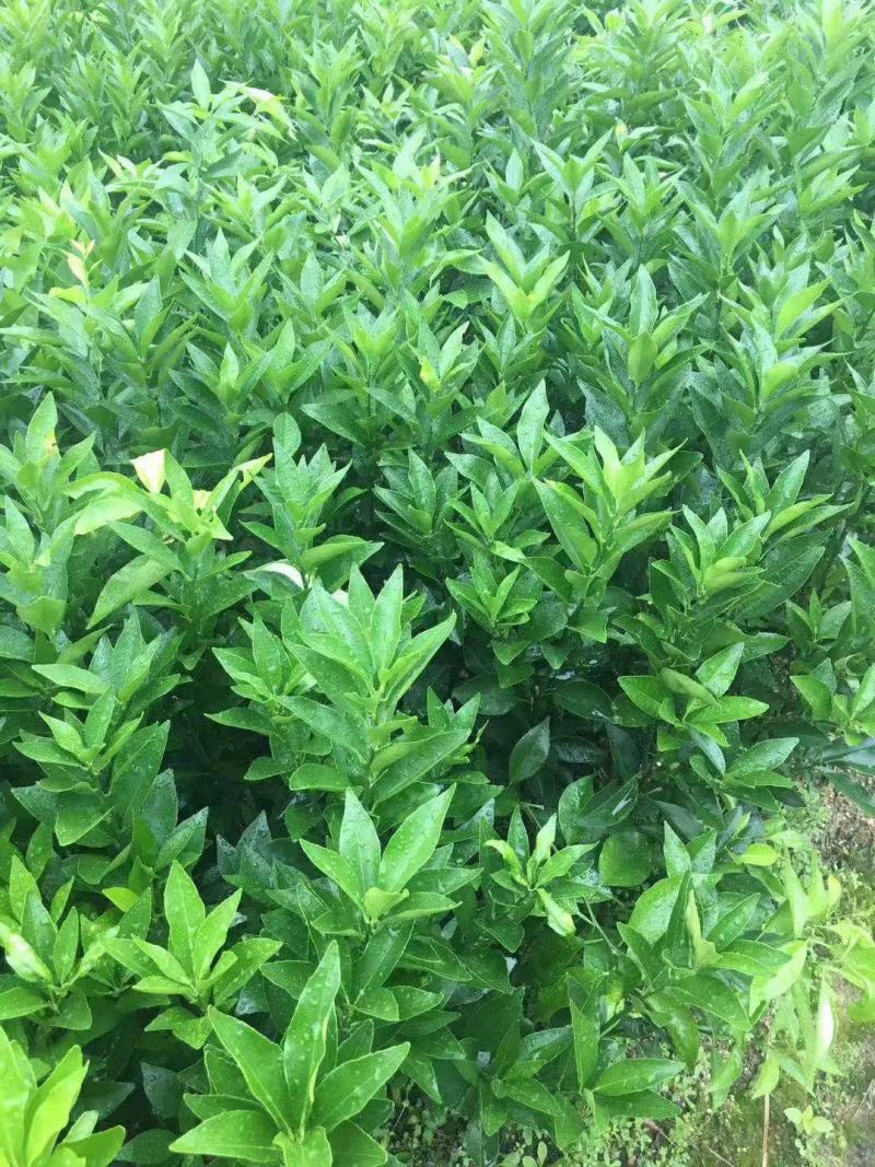 【精品】皇帝柑苗黄妃供柑苗柑橘苗黄妃皇帝柑橘树苗