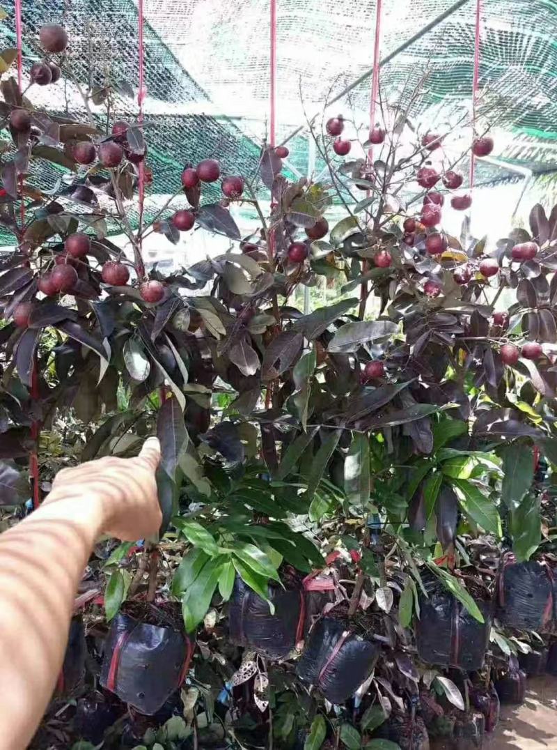 【正品】泰国红皮龙眼苗龙眼树苗正品嫁接苗提供技术支持