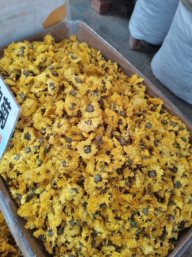 金丝皇菊茶，特大杂，一杂泡一杯，大量供应，批零兼营