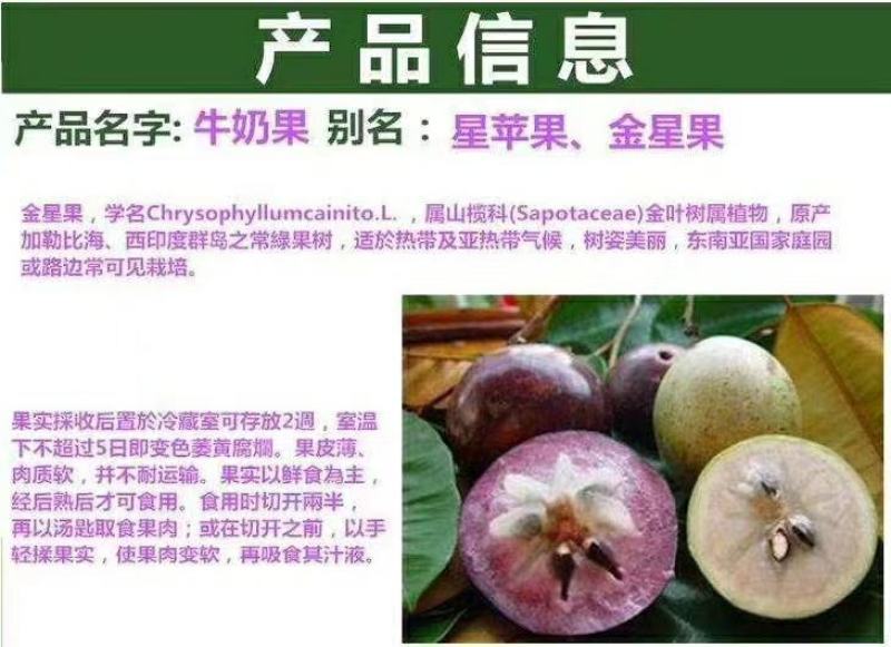 牛奶果苗星苹果金星苹果苗羊牛奶果苗牛奶果树苗