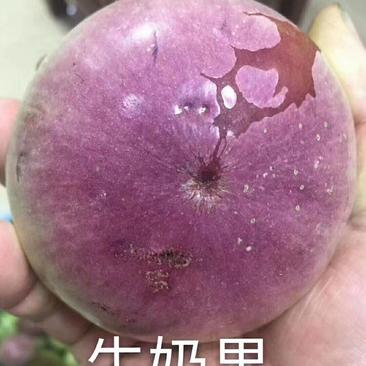 牛奶果苗星苹果金星苹果苗羊牛奶果苗牛奶果树苗