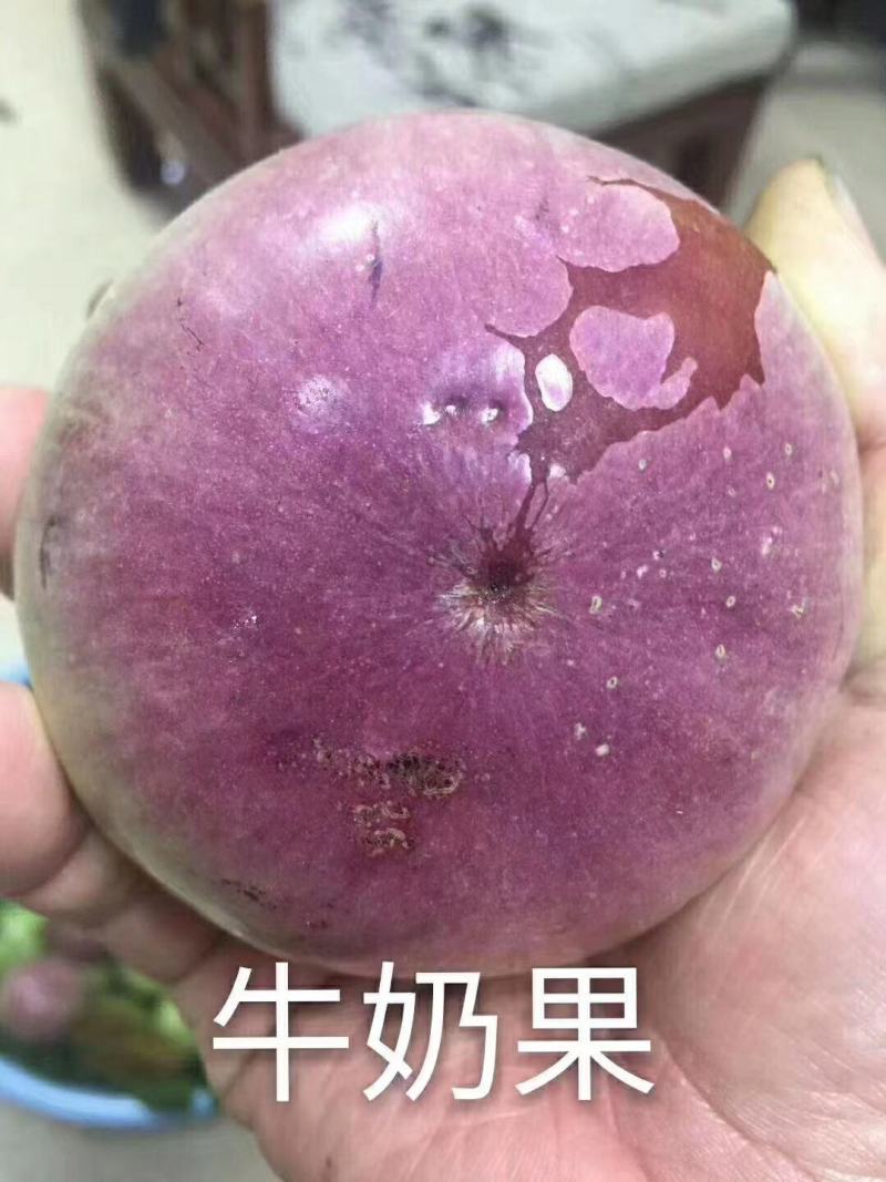 牛奶果苗星苹果金星苹果苗羊牛奶果苗牛奶果树苗