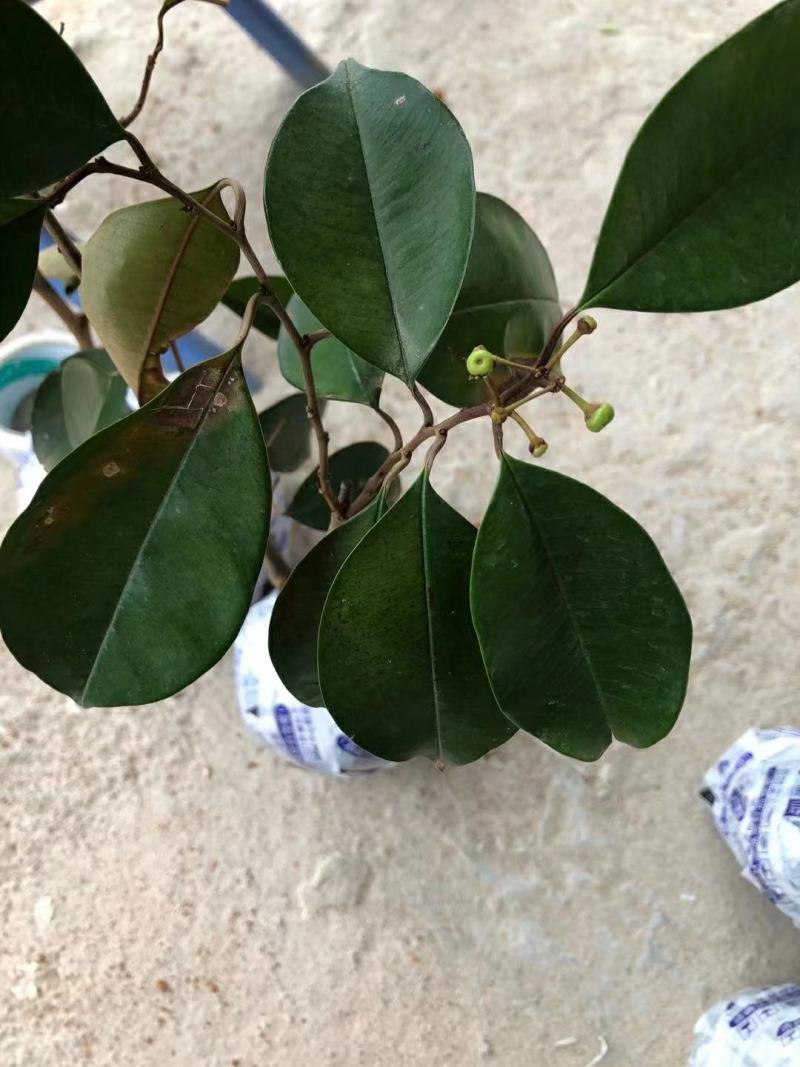 牛奶果苗星苹果金星苹果苗羊牛奶果苗牛奶果树苗
