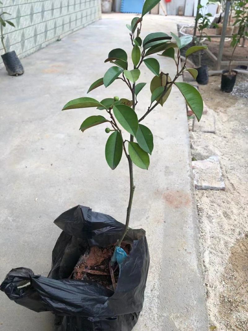 牛奶果苗星苹果金星苹果苗羊牛奶果苗牛奶果树苗