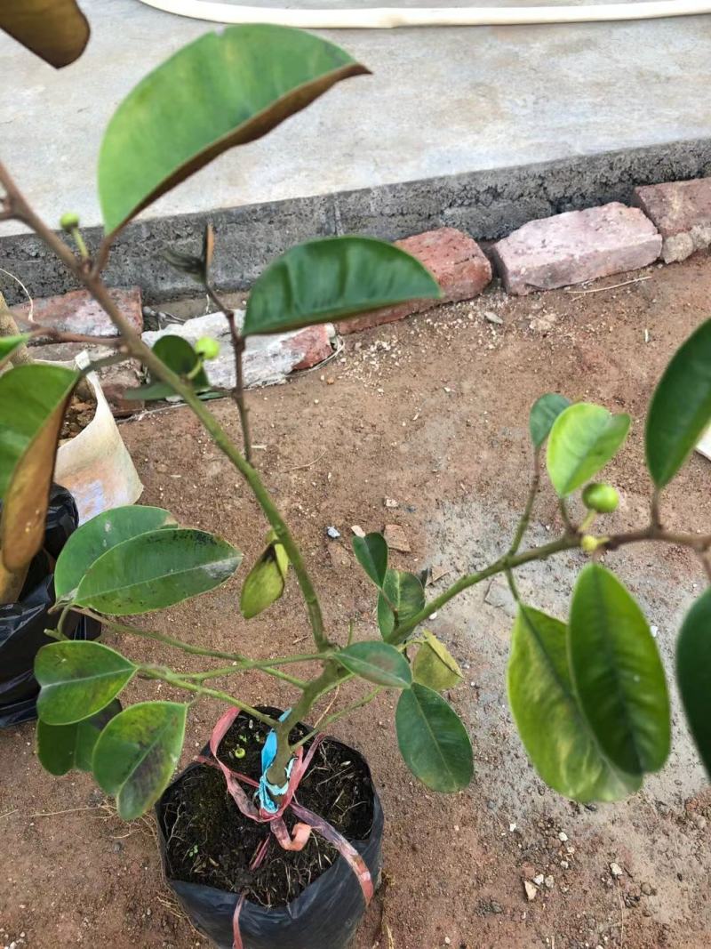 牛奶果苗星苹果金星苹果苗羊牛奶果苗牛奶果树苗