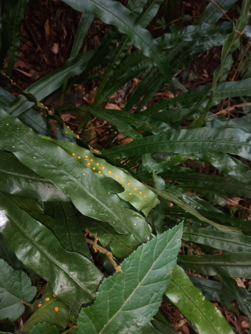 化石草，纯野生的，七星剑