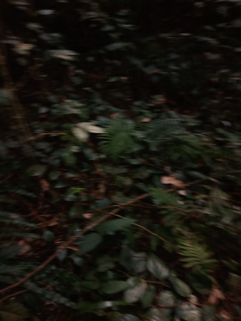 化石草，纯野生的，七星剑