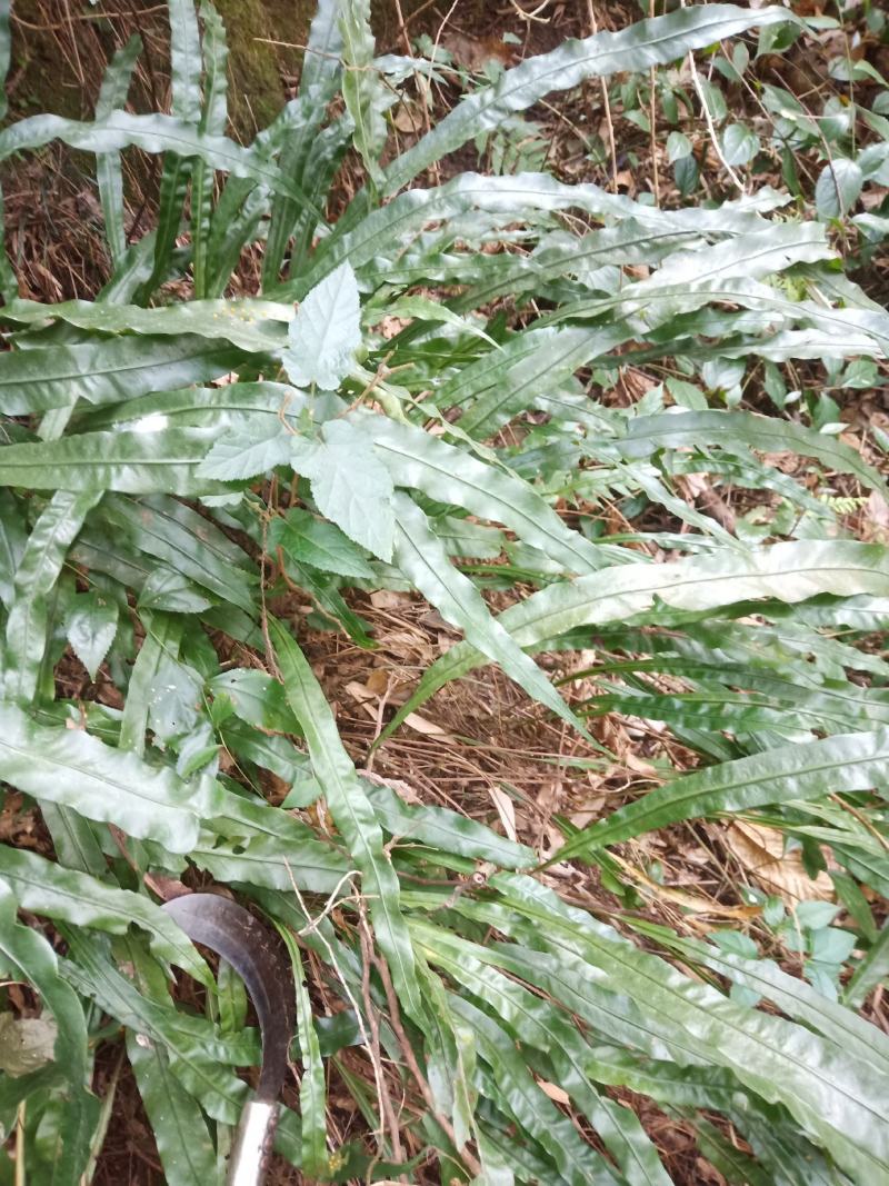 化石草，纯野生的，七星剑