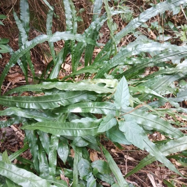 化石草，纯野生的，七星剑