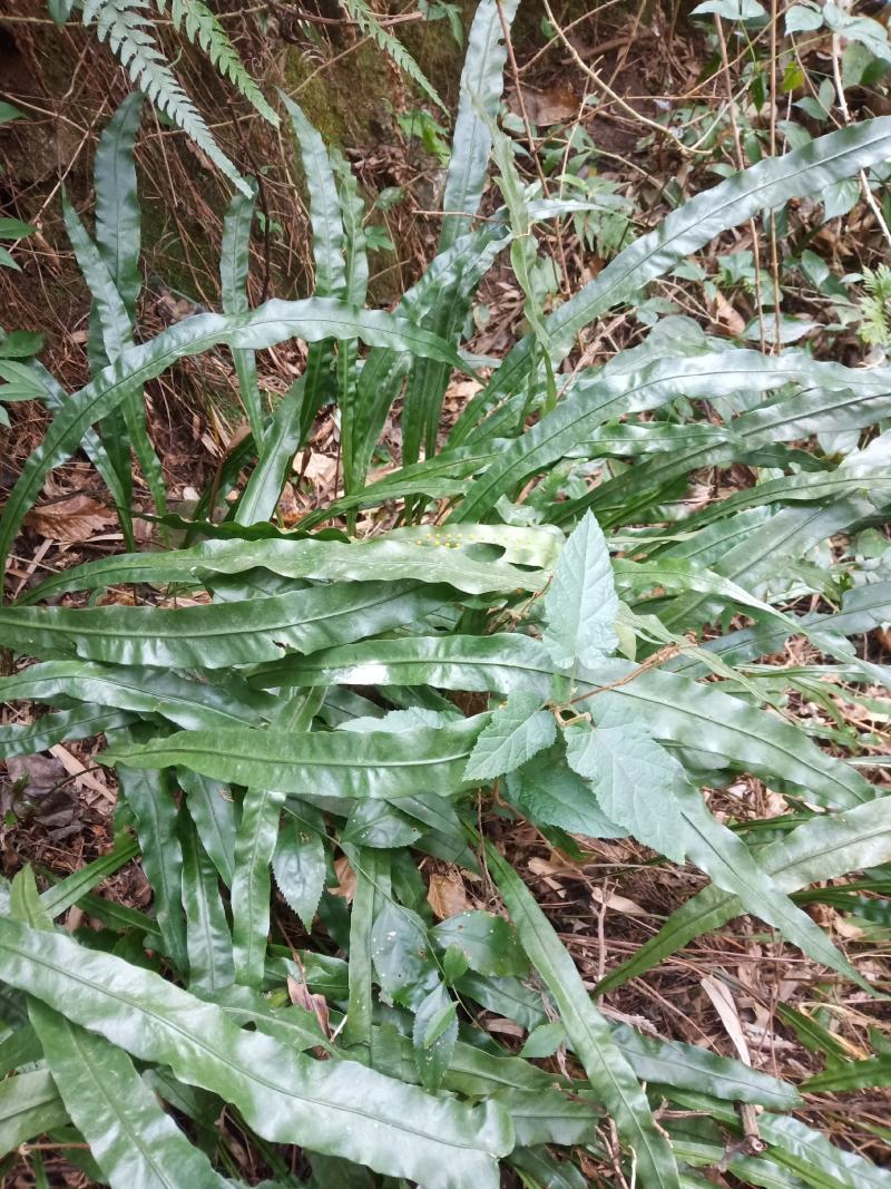 化石草，纯野生的，七星剑
