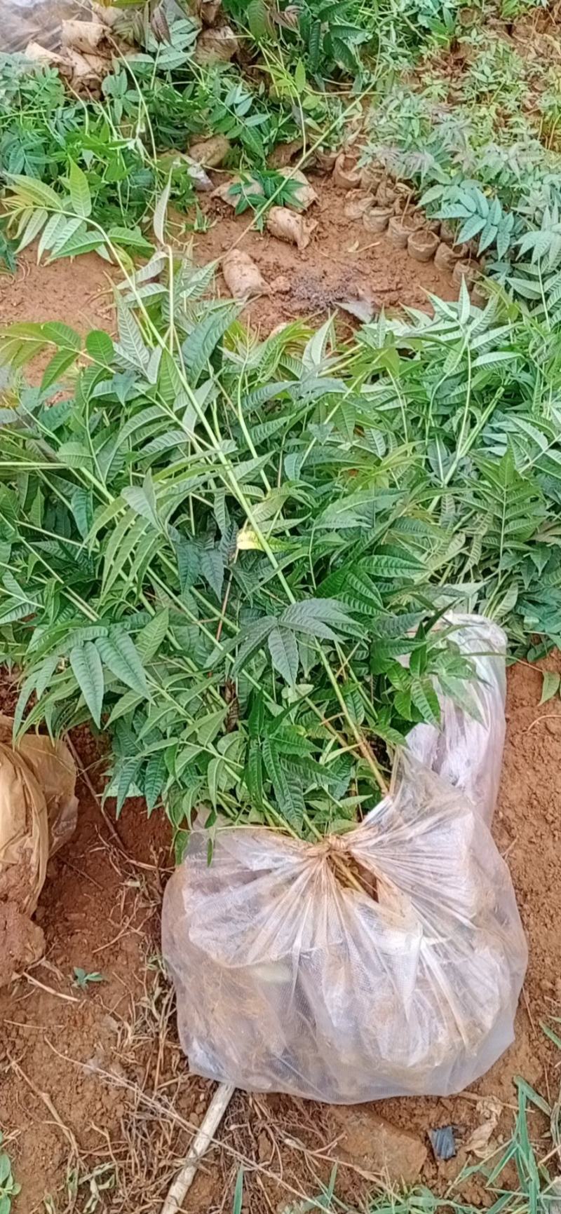 云南弥勒竹园露天早香椿苗，上市早，品种独特