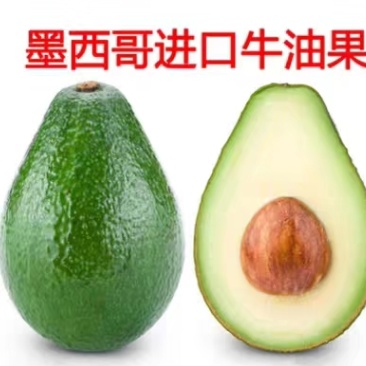 【正品】墨西哥进口牛油果苗正品进口苗提供技术支持