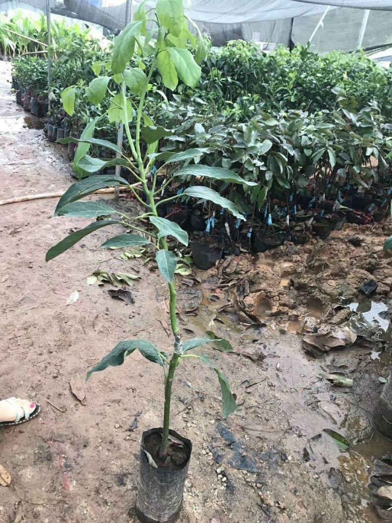 【正品】墨西哥进口牛油果苗正品进口苗提供技术支持
