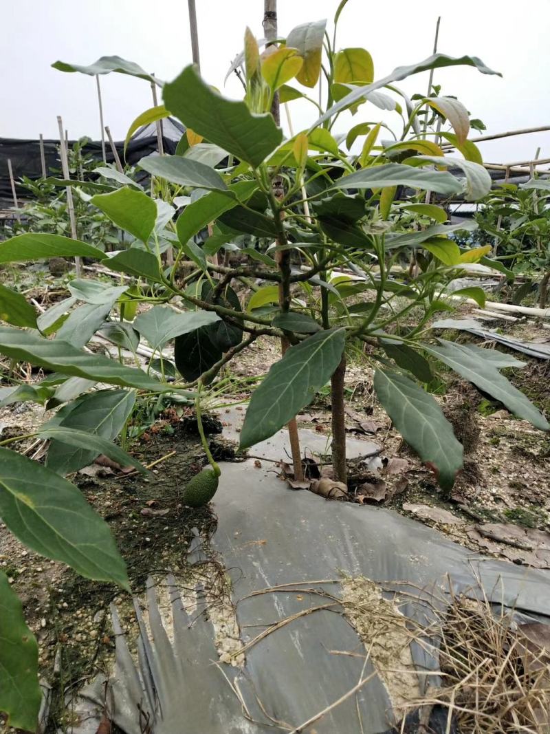 【正品】墨西哥进口牛油果苗正品进口苗提供技术支持