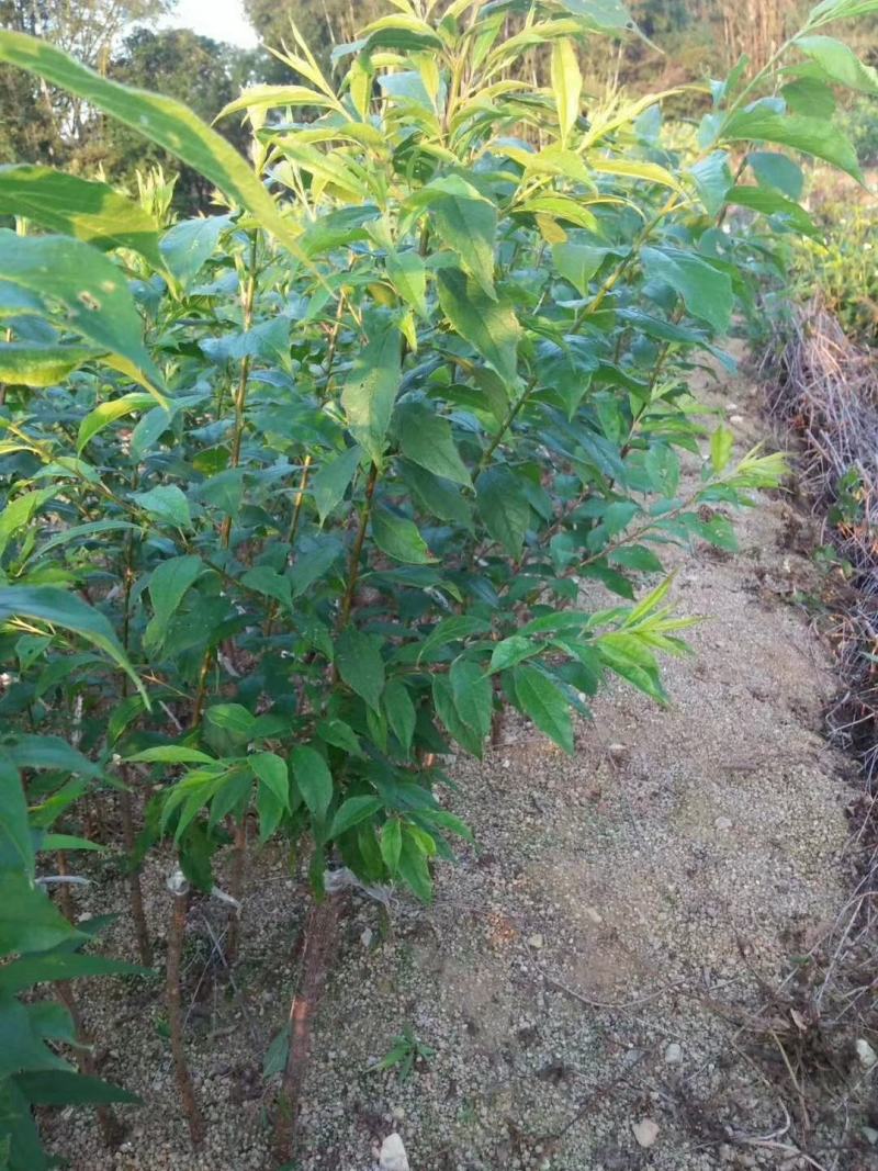 【正品】无核三华李苗李子苗脆李苗正宗无核三华李苗
