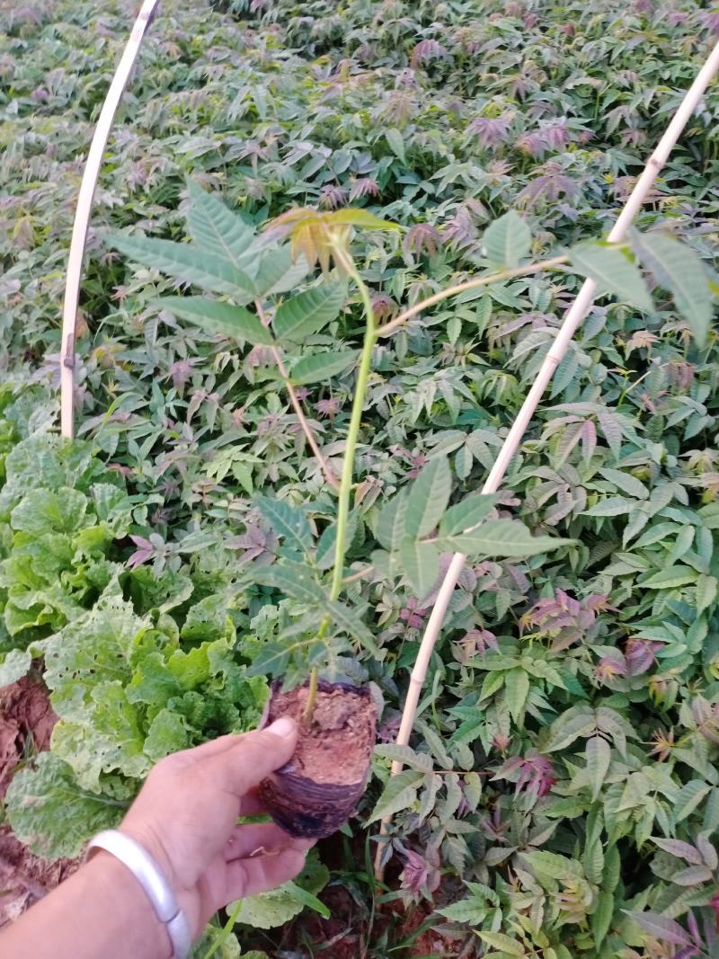 云南弥勒竹园露天早香椿苗，上市早，品种独特