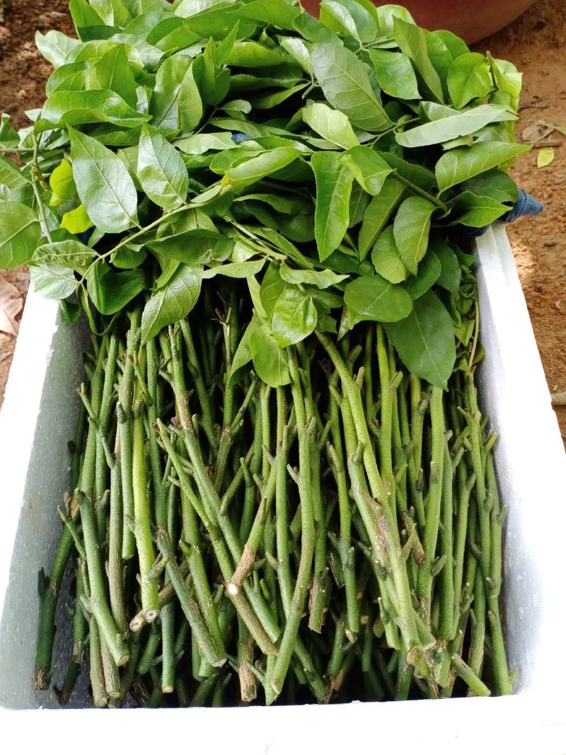 有大量珍稀品种紫肉黄皮苗、芽条出售。欢迎定购