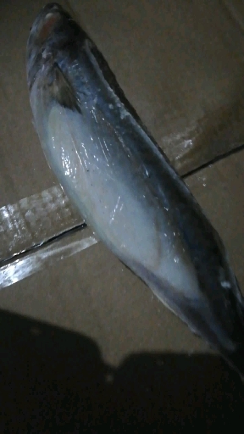 出售山东荣成鲐鲅鱼冷冻一手货源顺风车发货运费便宜量大优惠
