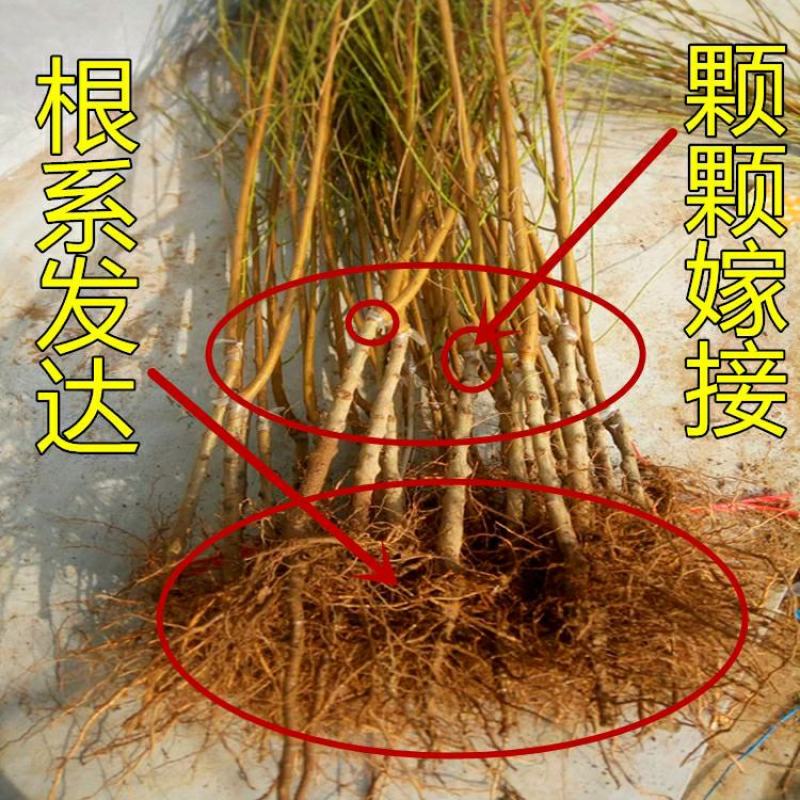 桃树嫁接苗，新品种白如玉桃苗南方北方种植果树，白桃苗