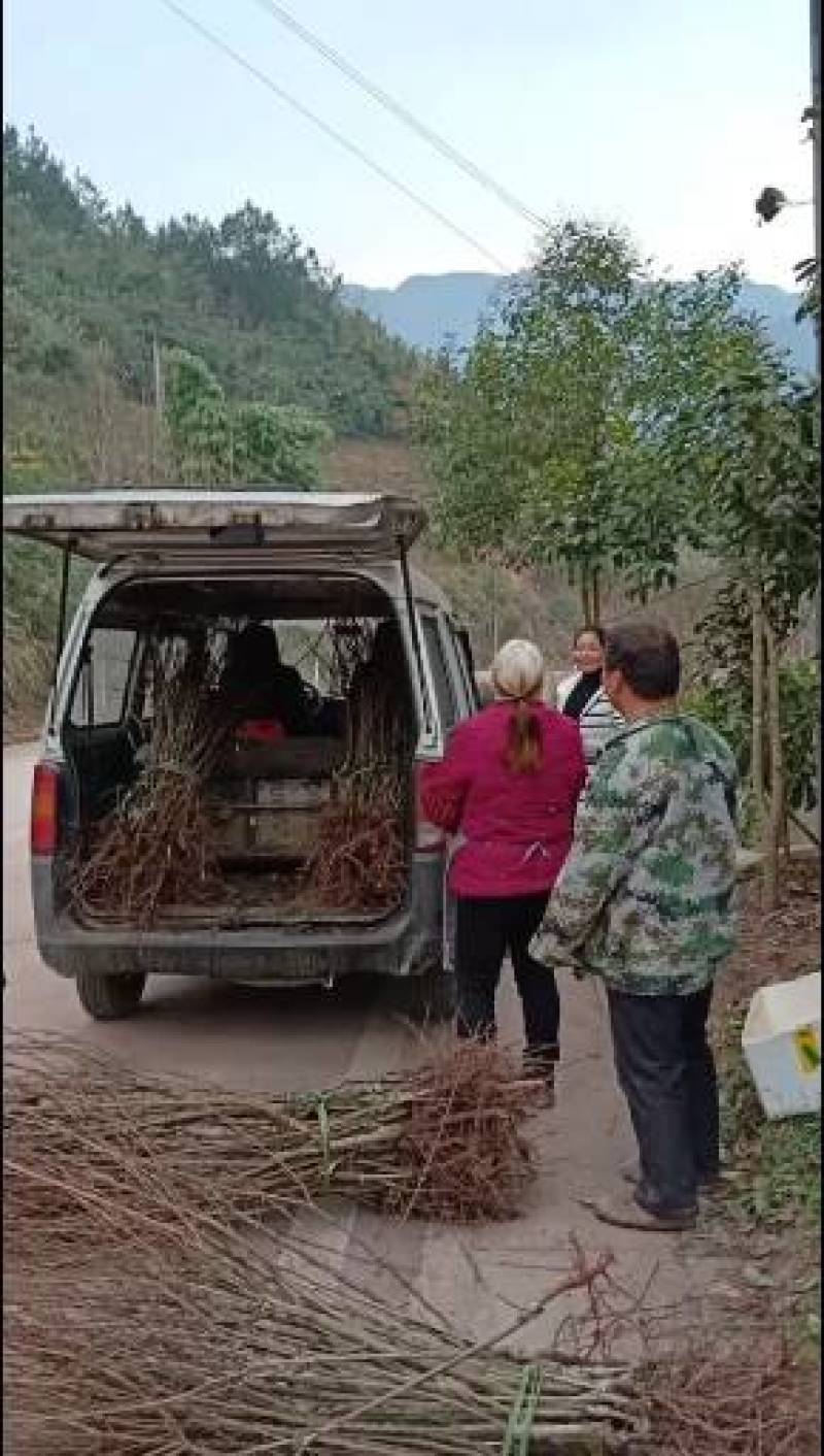 贵州李树苗，沿河空心李苗李子苗欢迎咨询采购